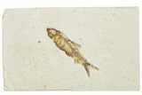 Fossil Fish (Knightia) - Wyoming #295655-1